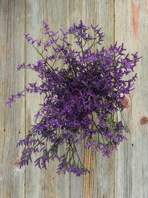  LIMONIUM BLUE